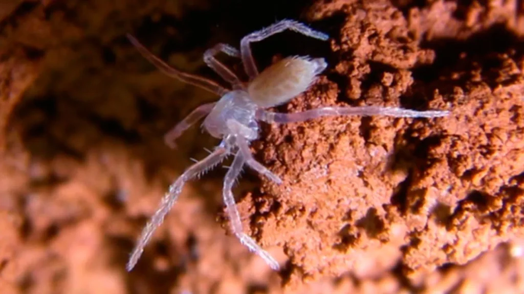 Professional Spider Control