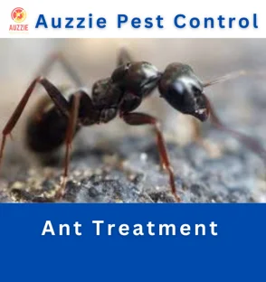 Ant Treatment