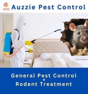 Pest Control + Rodent Treatment