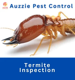 Termite Inspection