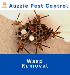 Wasp Removal