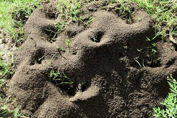 Ant Nest Removal