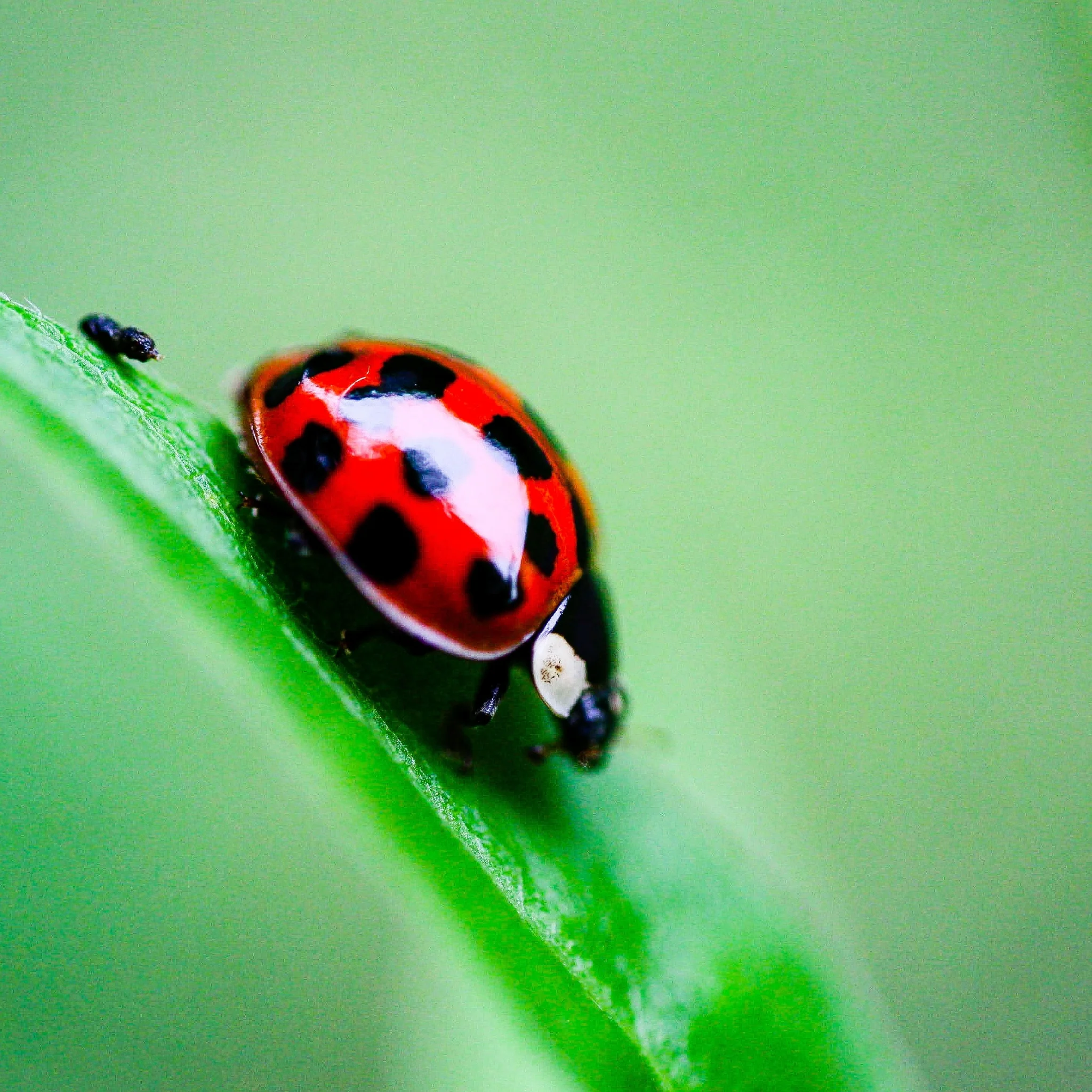 Bed Bug Treatment