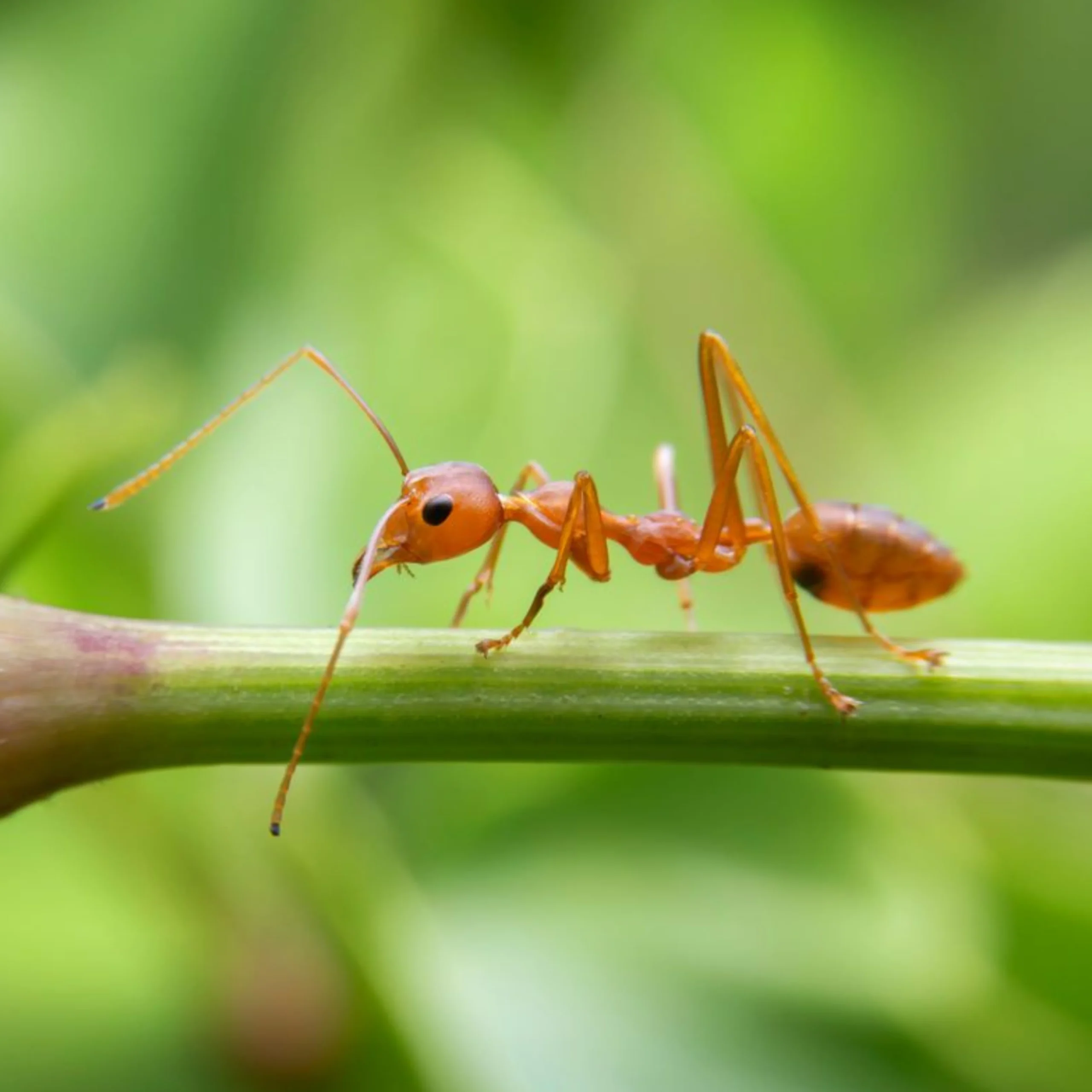 Fire Ants Treatment