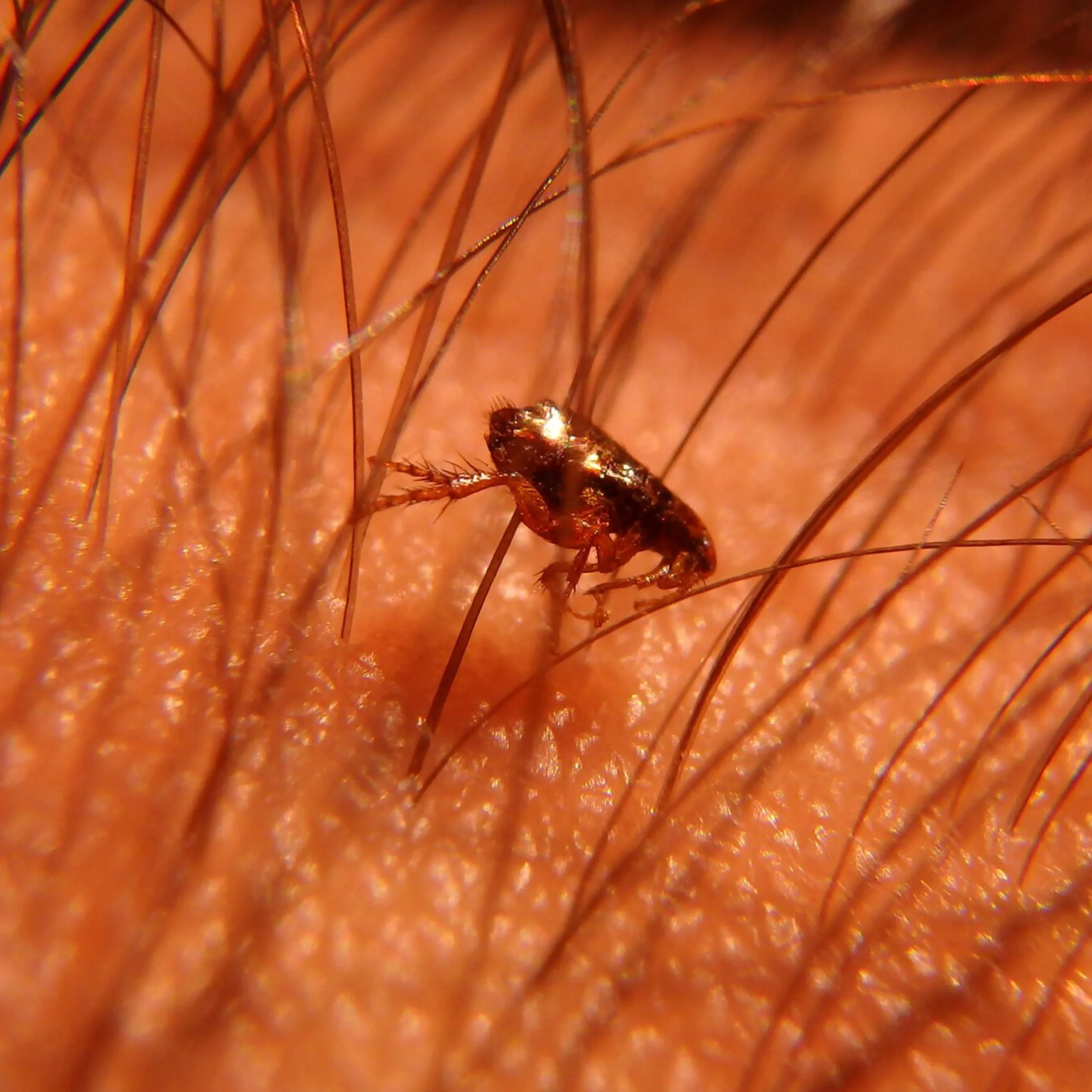 Flea treatment