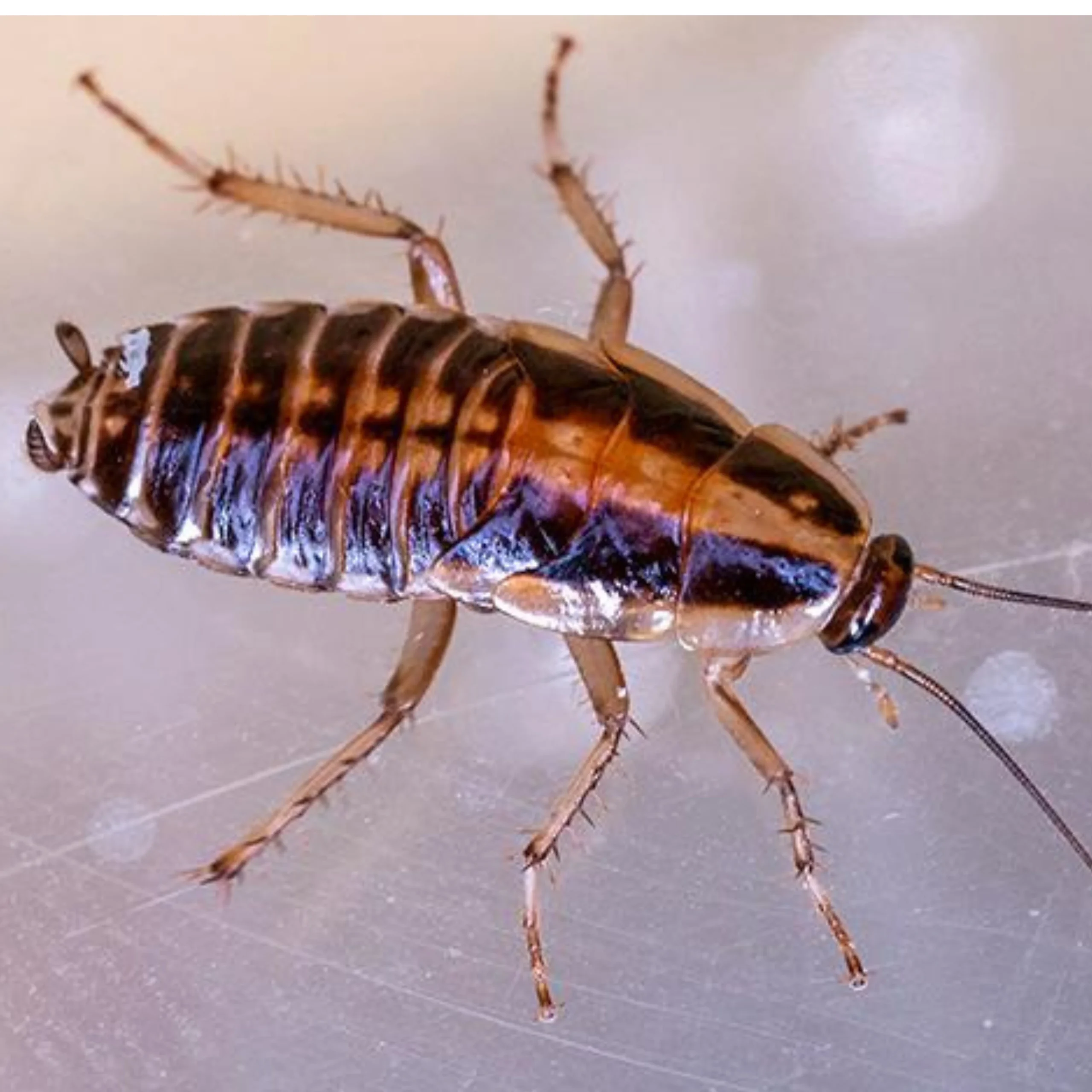 German cockroaches treatment