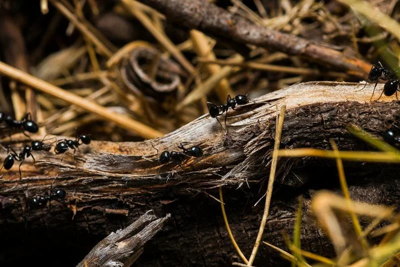 Professional Ant Control