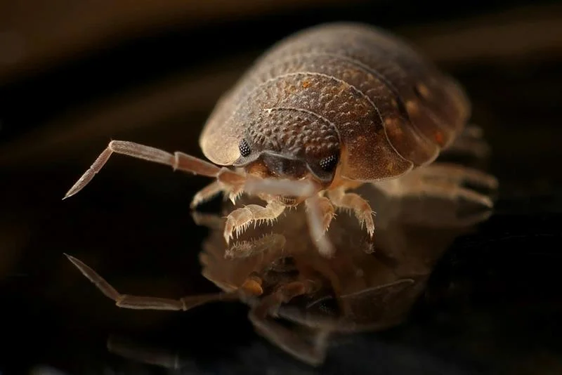 Professional Bed Bugs Control