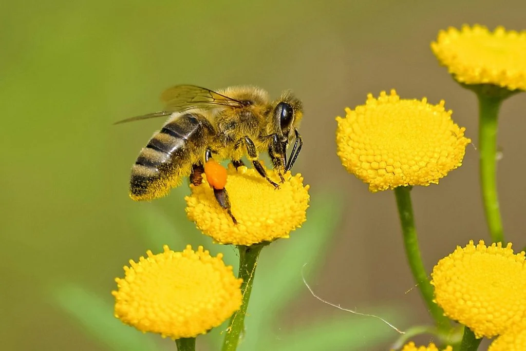 Professional Bees Control