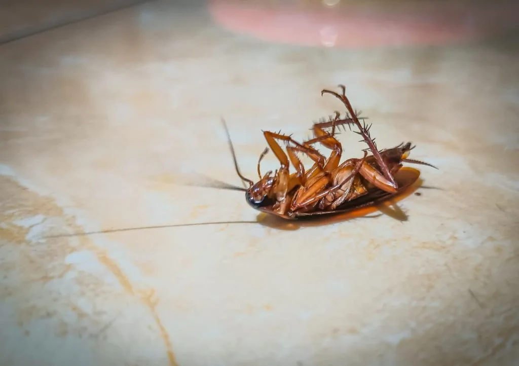Professional Cockroach Control