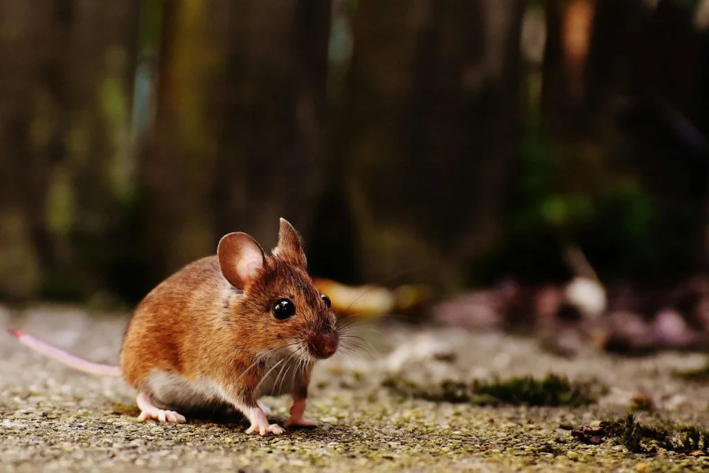 Professional Rodents Control