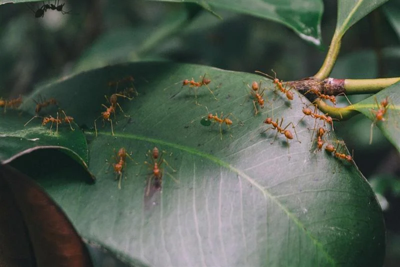 Professional Fire Ants Control