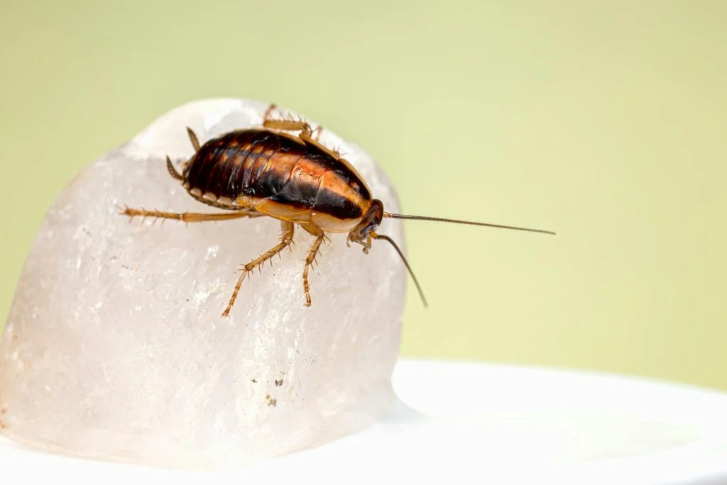 Professional German Cockroach Control