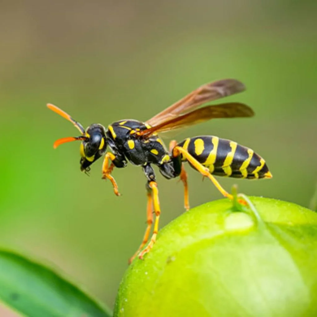 Professional Wasps Control