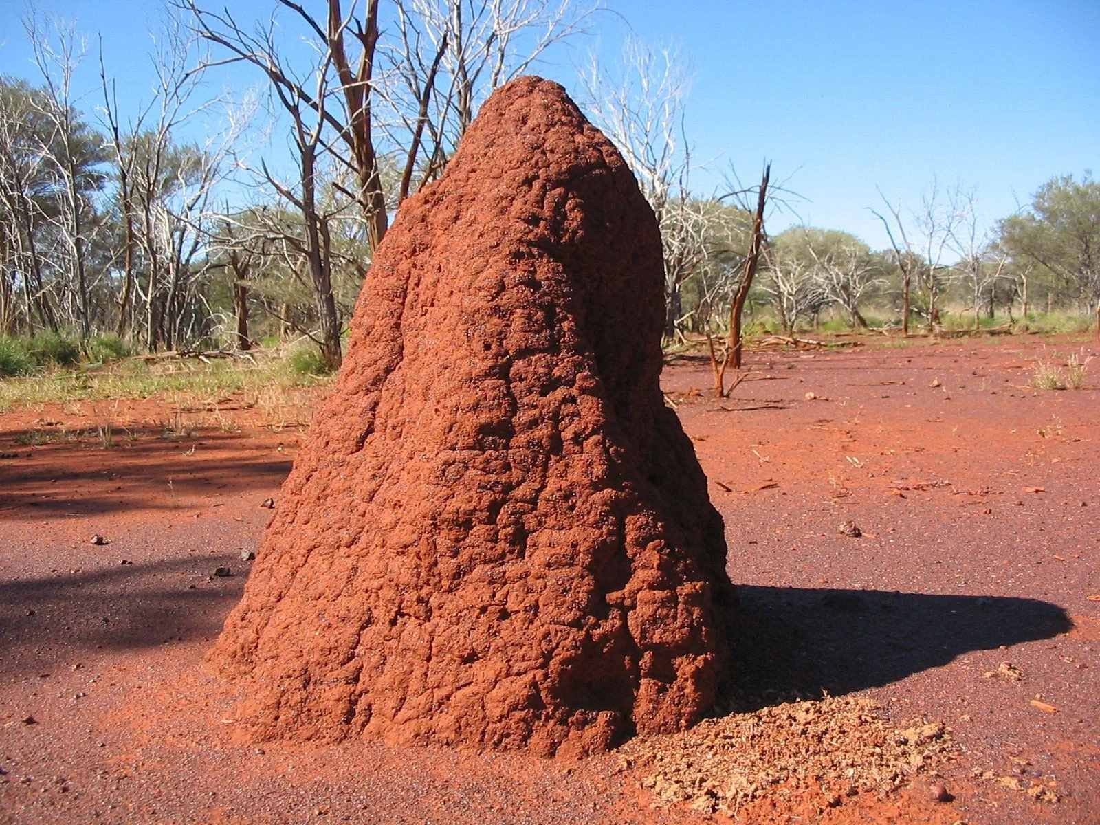 Protect Your Home with Termite Inspection