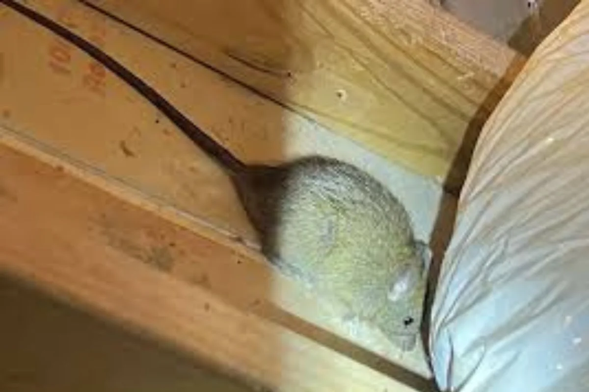 Rodent Treatment
