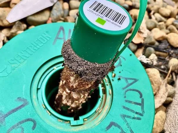 Termite Inspection