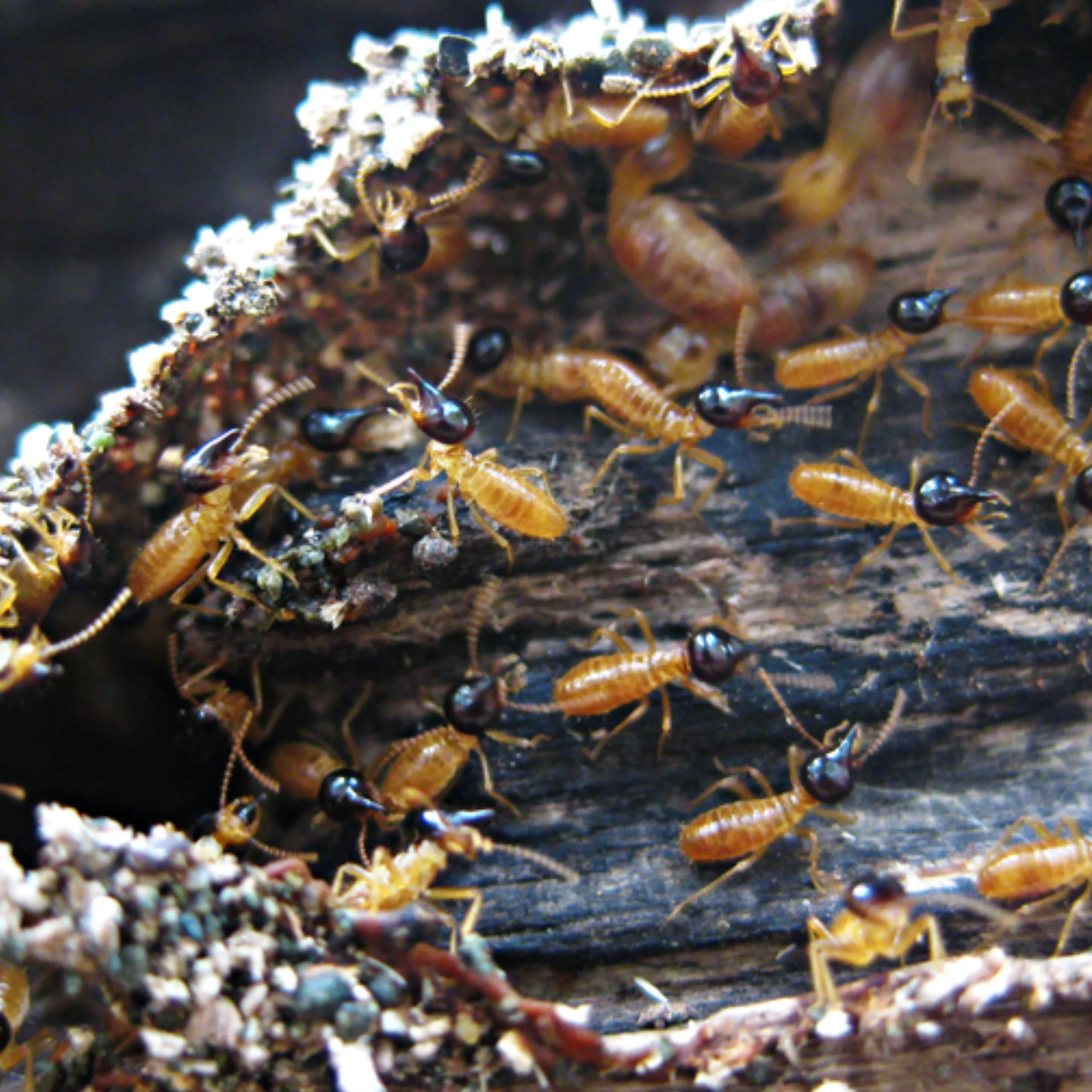 Termite Treatment