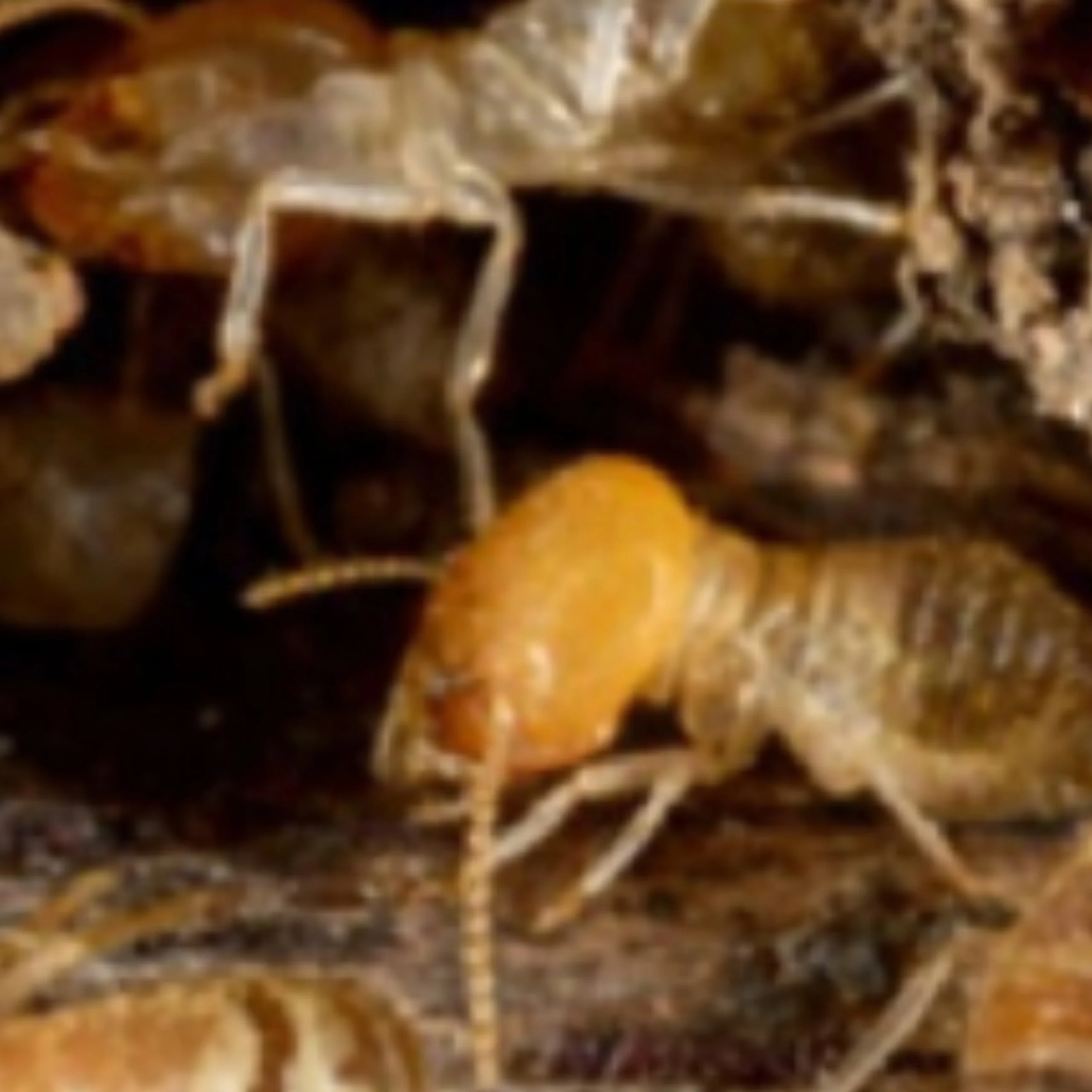 Termite inspection