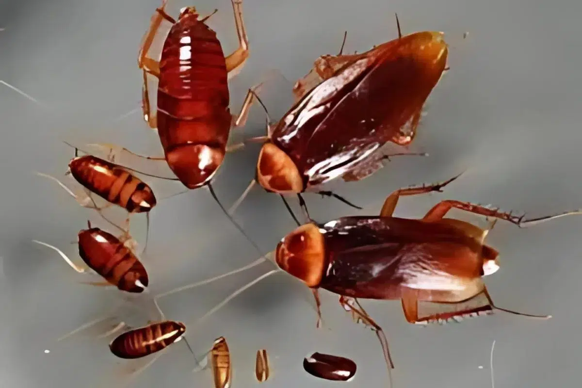 American cockroach