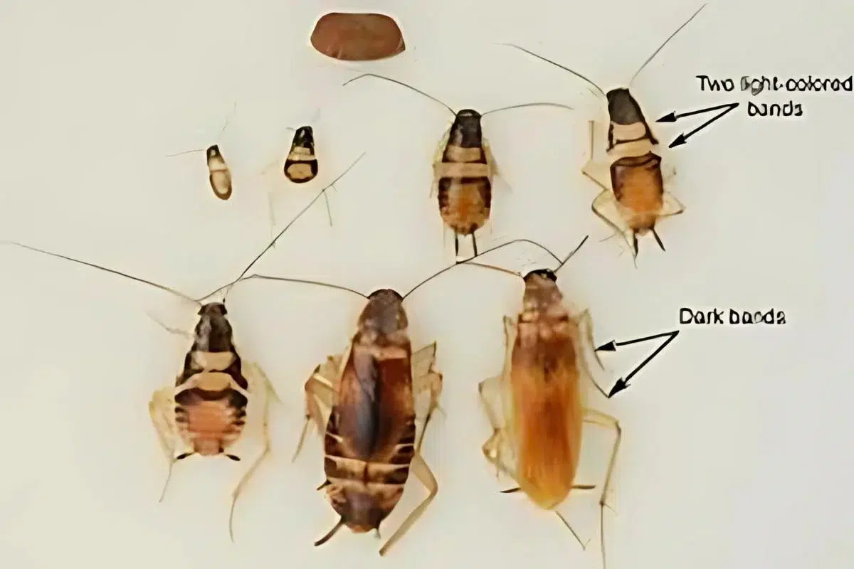 Brown-banded cockroach