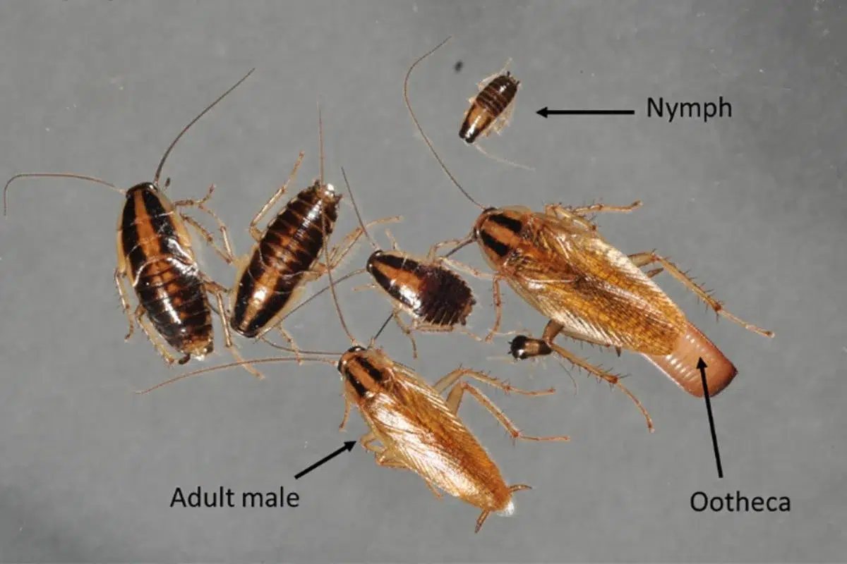 German cockroach