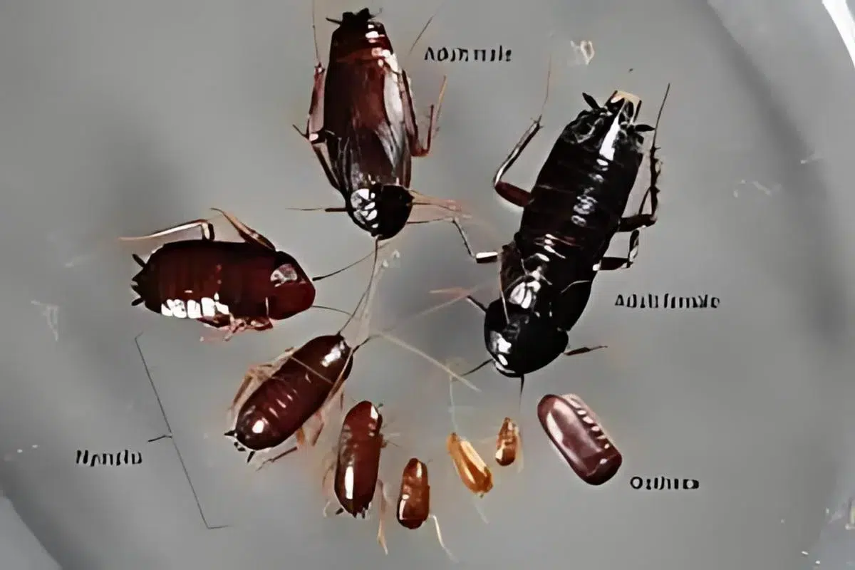 Oriental cockroach
