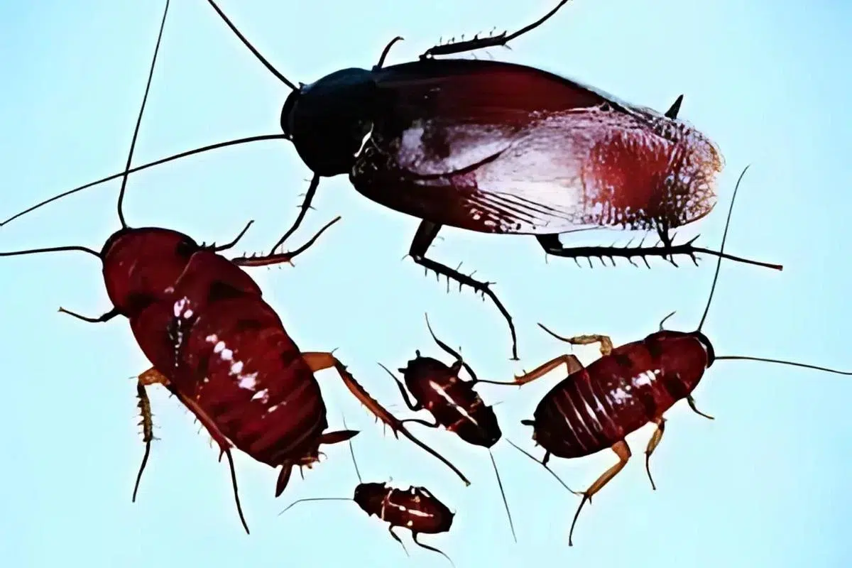 Smoky brown cockroach