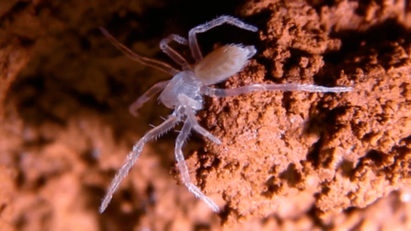 Spiders