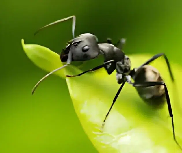 Ants