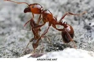 Argentine Ant
