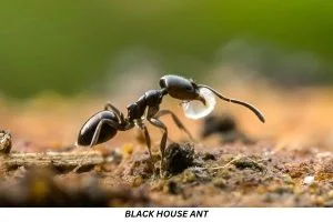 Black House Ant