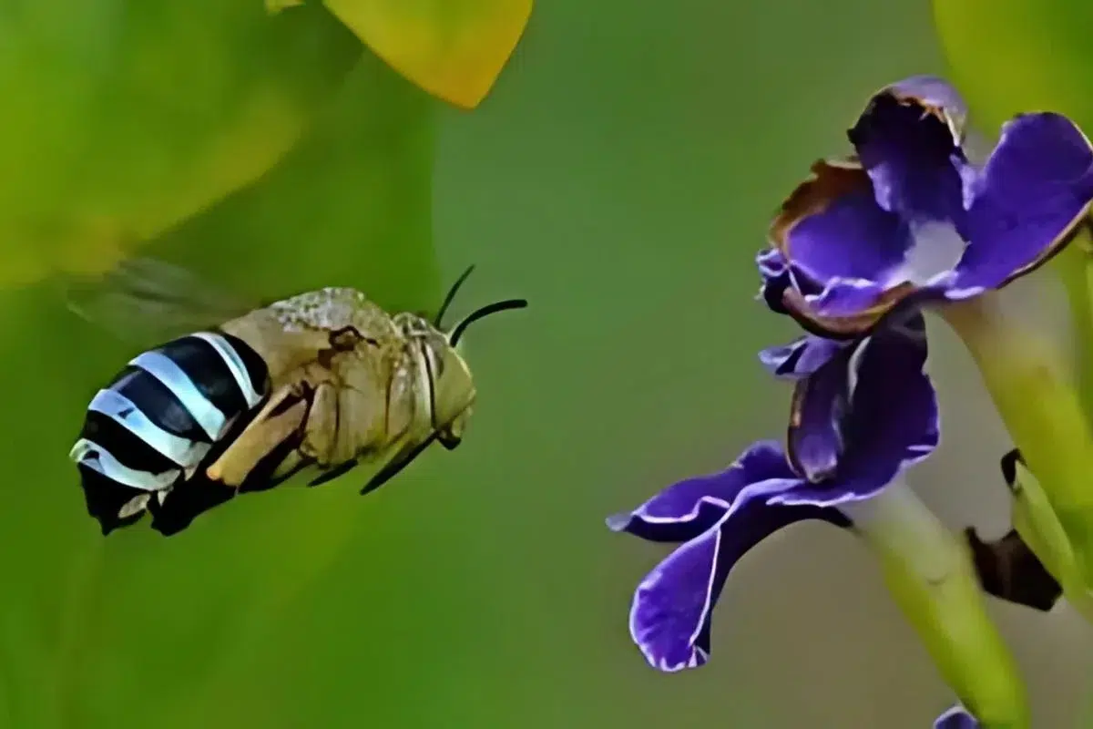 Blue-banded Bee