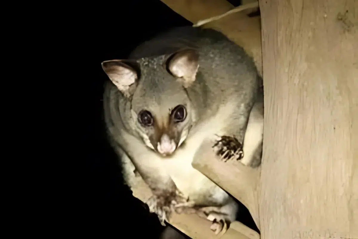 Common Brushtail Possum