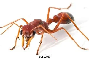 Bull Ants