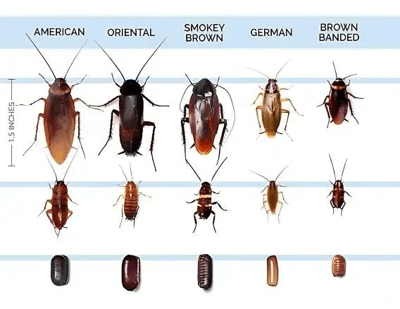 Cockroach species image