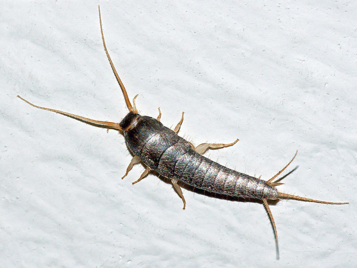Common Silverfish
