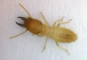 Coptotermes Termite