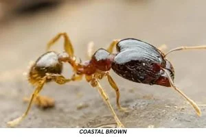 Coastal Brown Ant