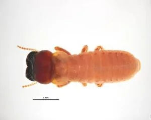 Cryptotermes (West Indian Dry-Wood Termite)
