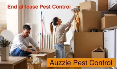 End Of Lease Pest Control