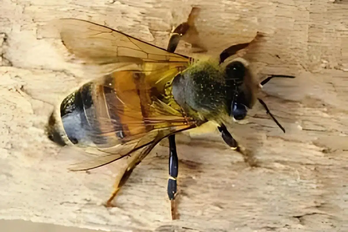 European Honey Bee