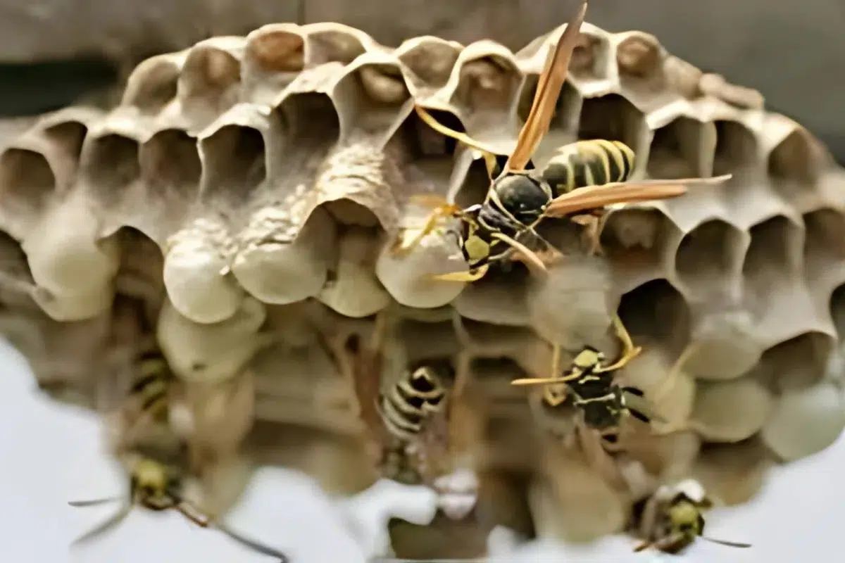 European Wasp