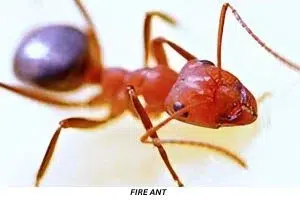 Fire Ants