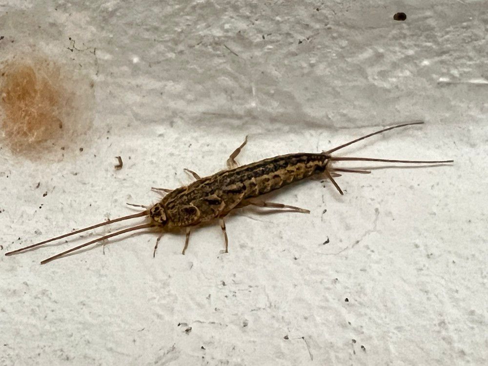 Four-lined Silverfish