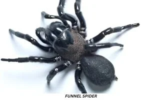 Sydney funnel-web spider