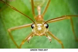 Green Tree Ant