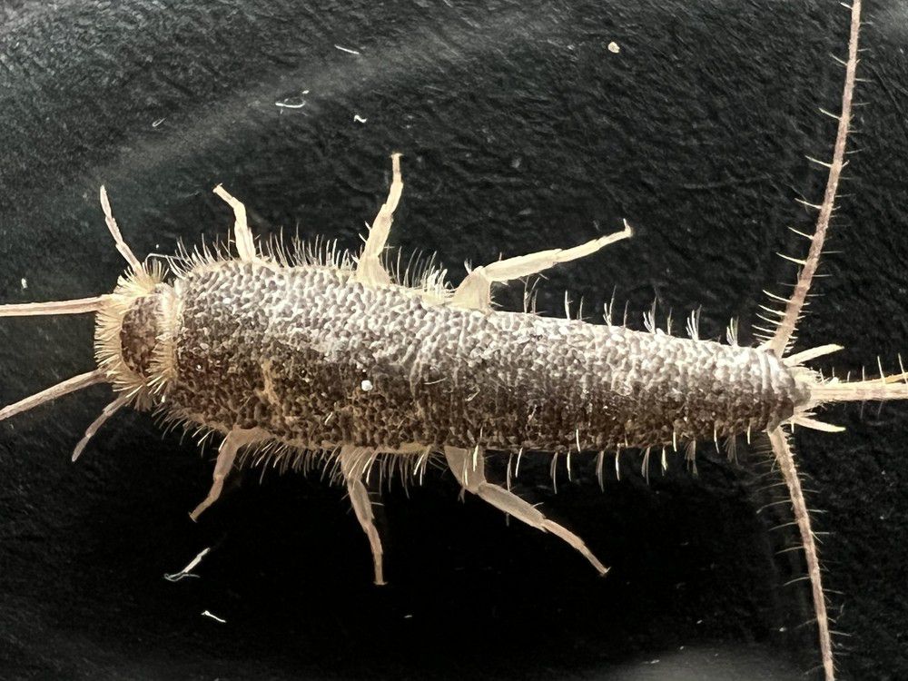 Grey Silverfish