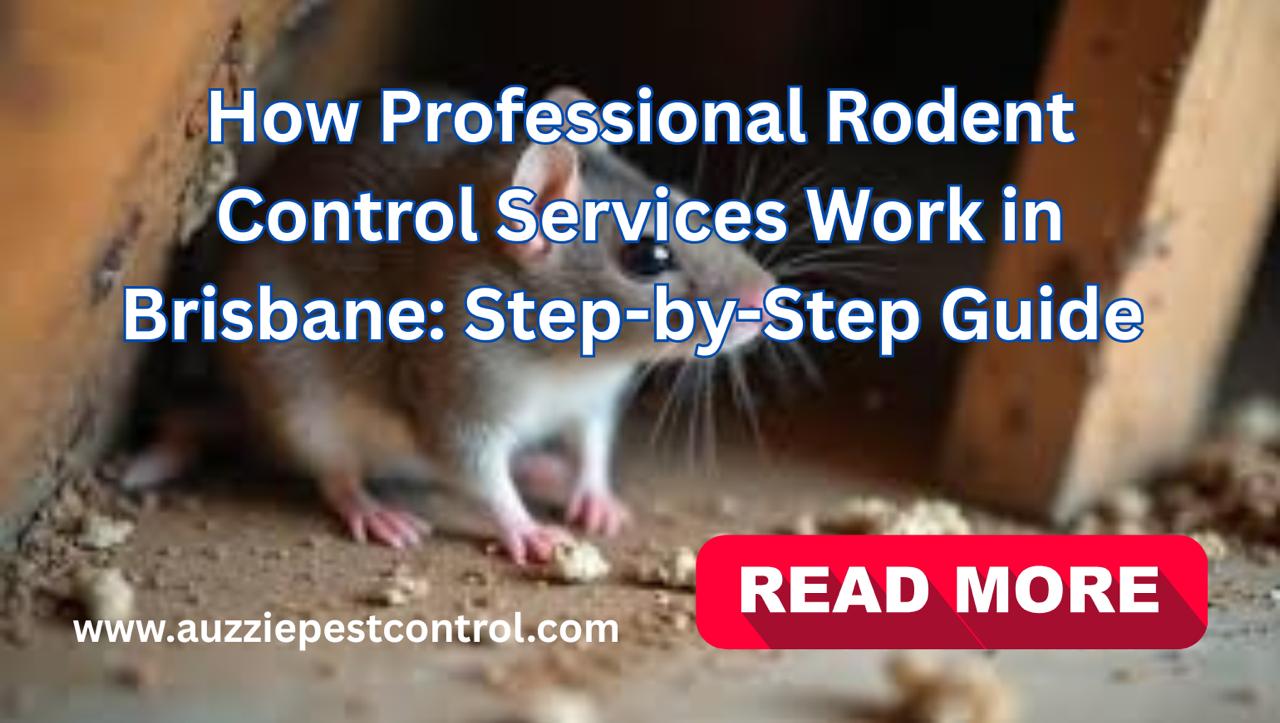How Professional Rodent Control Services Work in Brisbane: Step-by-Step Guide