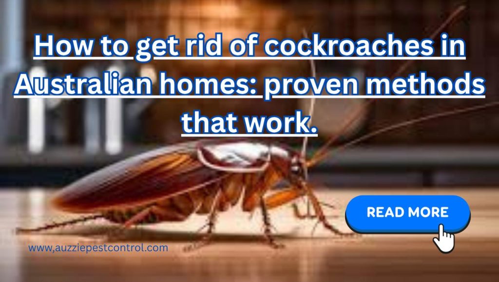 How to get rid of cockroaches in Australian homes: proven methods that work.